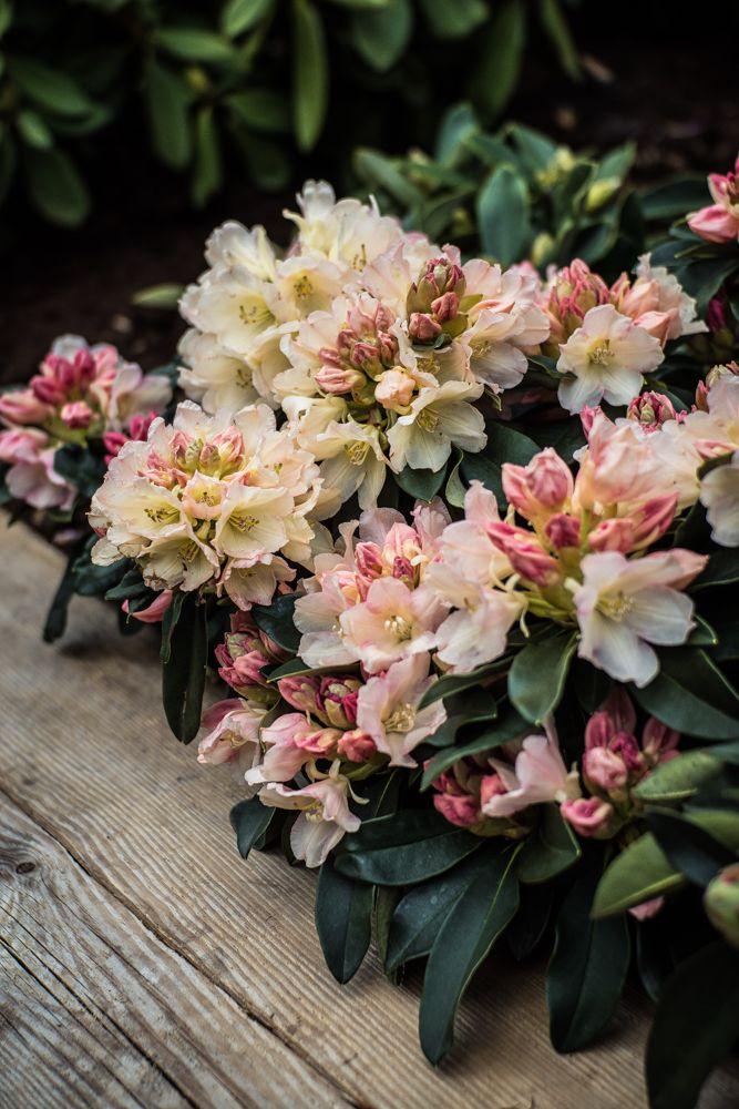 Rhododendron 'percy Wiseman' - View 10 from www redcrocus com