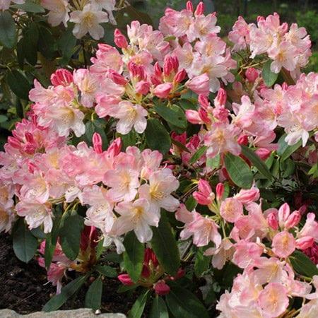 Rhododendron 'percy Wiseman' - View 11 from www redcrocus com