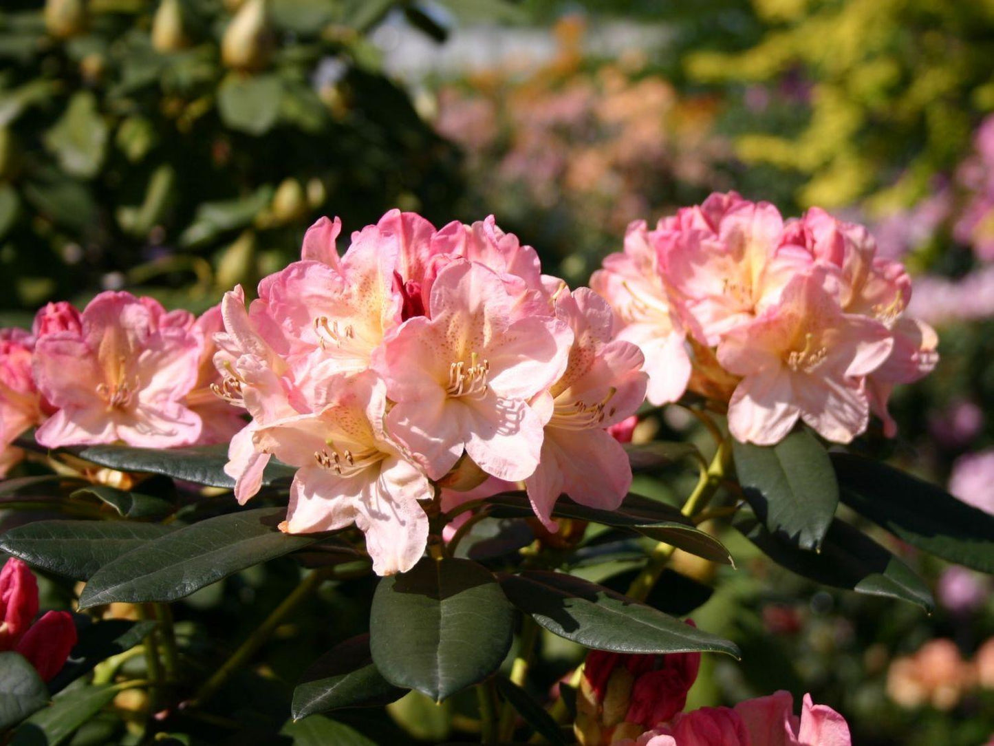 Rhododendron 'percy Wiseman' - View 14 from www redcrocus com