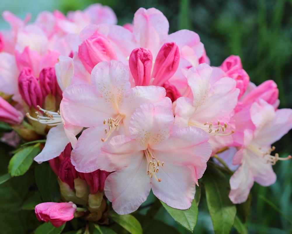 Rhododendron 'percy Wiseman' - View 15 from www redcrocus com