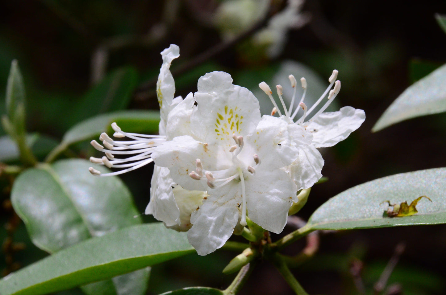 Rhododendron 'county Of York' - View 9 from www redcrocus com