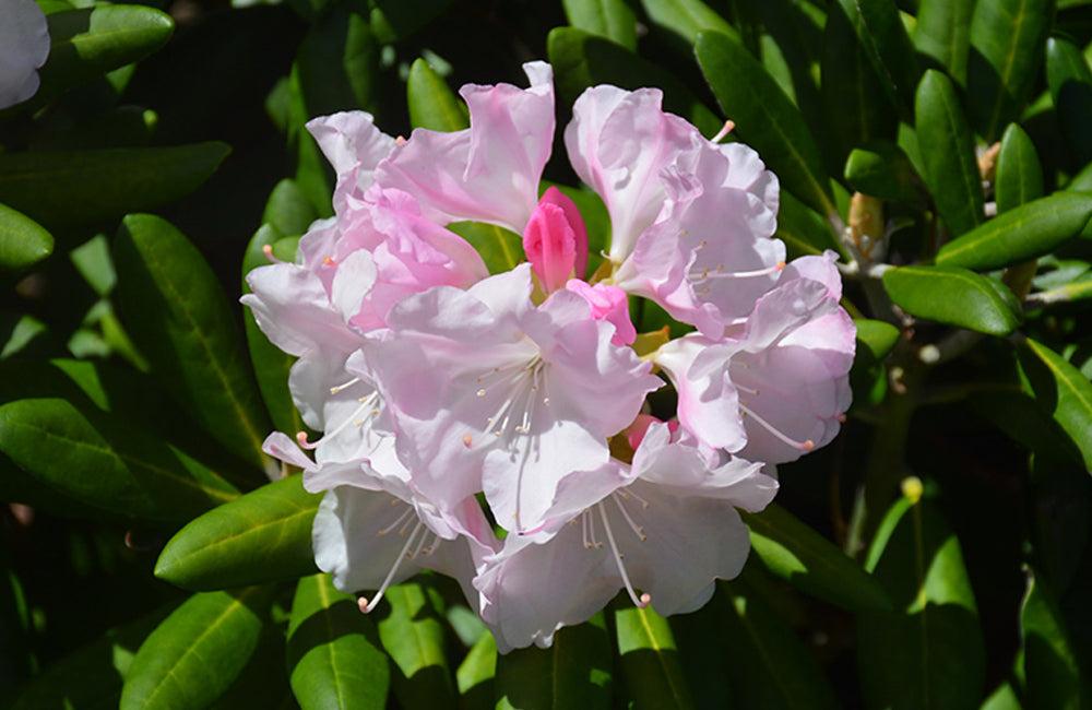 Rhododendron Dorothy Swift - View 4 from www redcrocus com