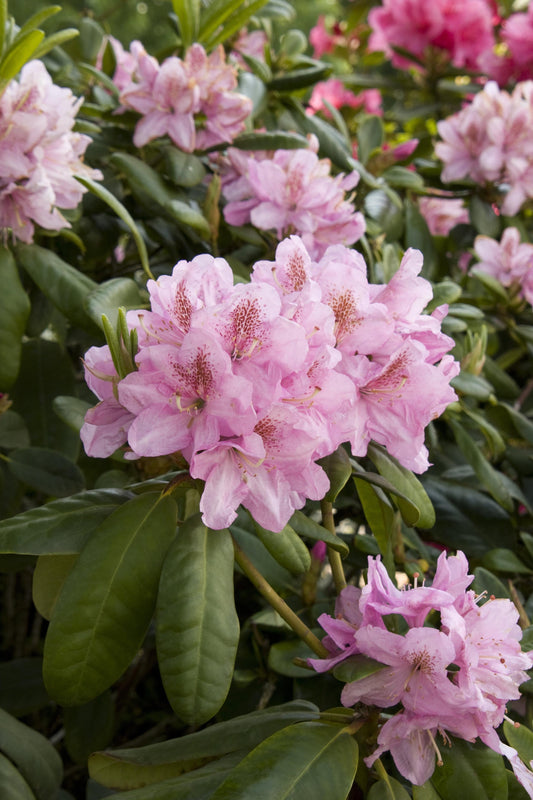 Rhododendron Wyandanch Pink - View 10 from www redcrocus com