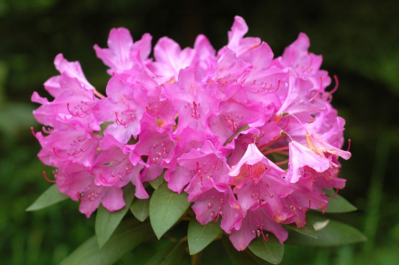 Rhododendron Wyandanch Pink - View 11 from www redcrocus com