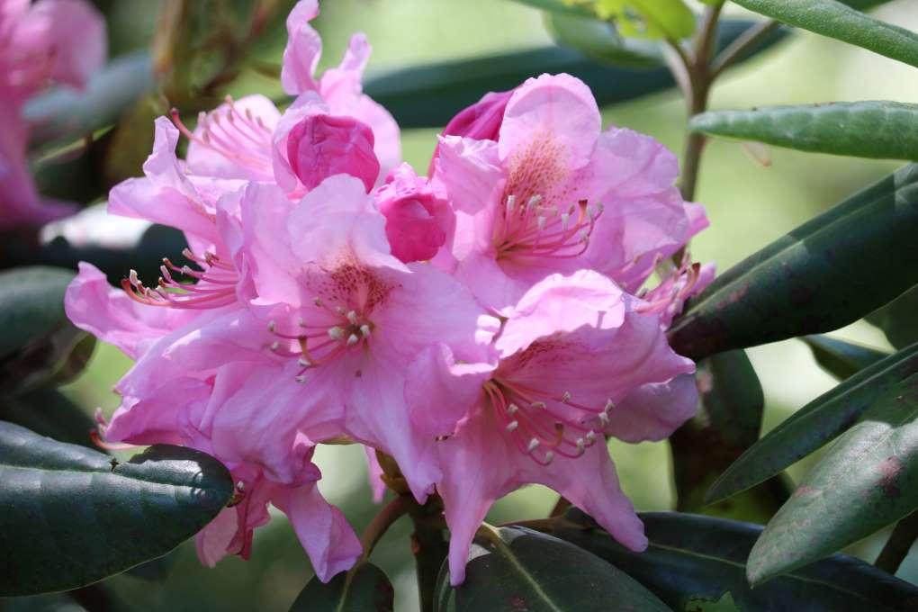 Rhododendron Wyandanch Pink - View 1 from www redcrocus com