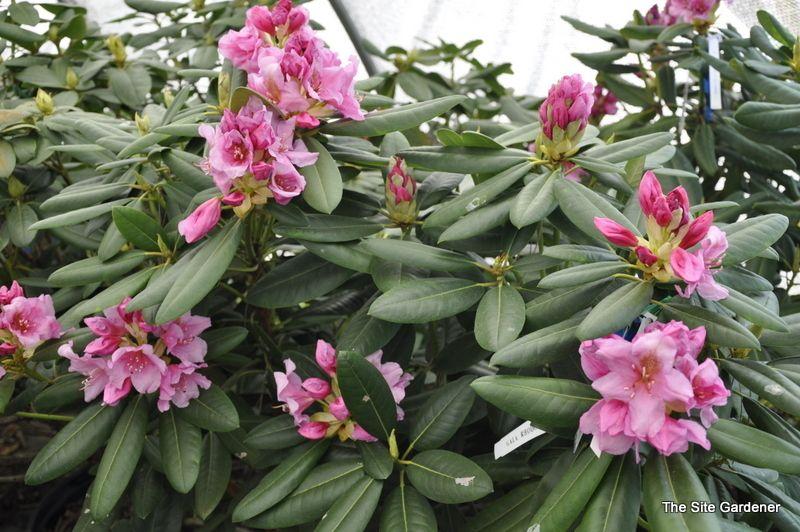 Rhododendron Wyandanch Pink - View 2 from www redcrocus com