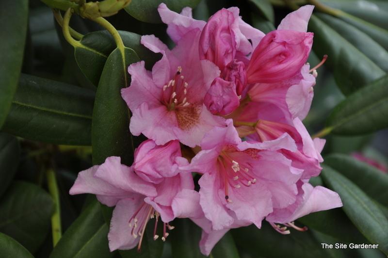 Rhododendron Wyandanch Pink - View 3 from www redcrocus com