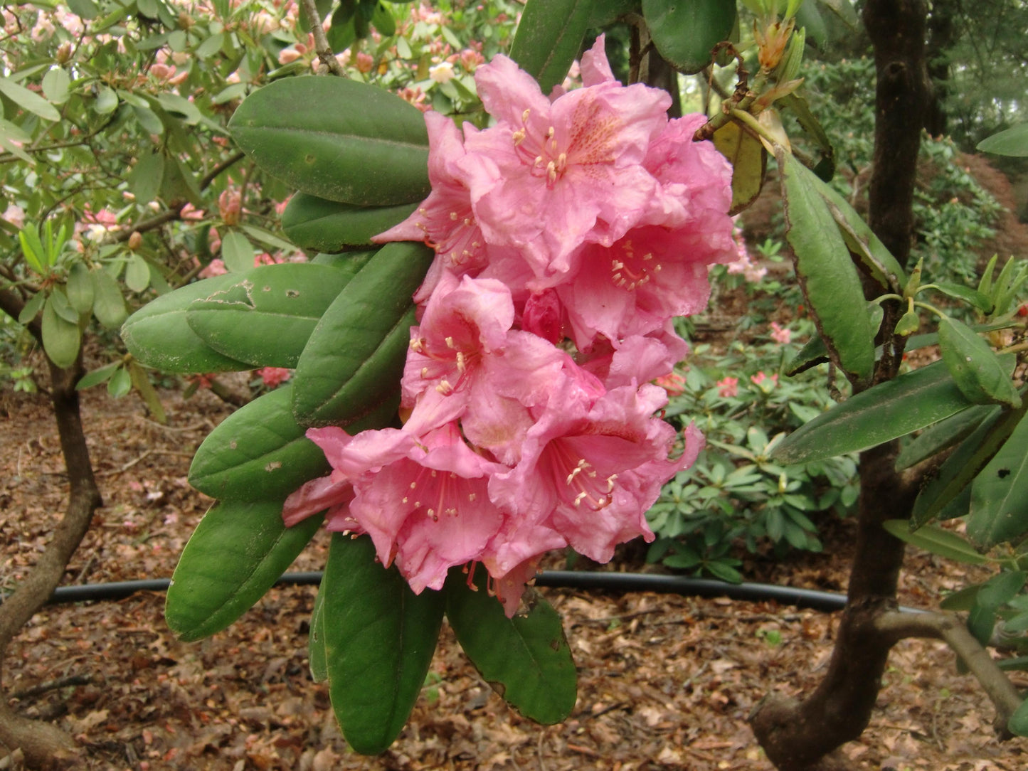 Rhododendron Wyandanch Pink - View 4 from www redcrocus com