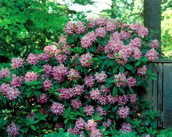 Rhododendron Wyandanch Pink - View 6 from www redcrocus com