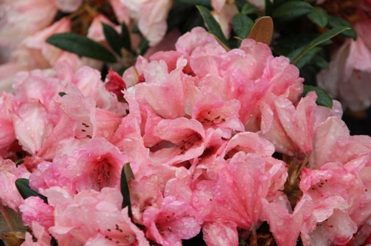 Rhododendron Wyandanch Pink - View 7 from www redcrocus com