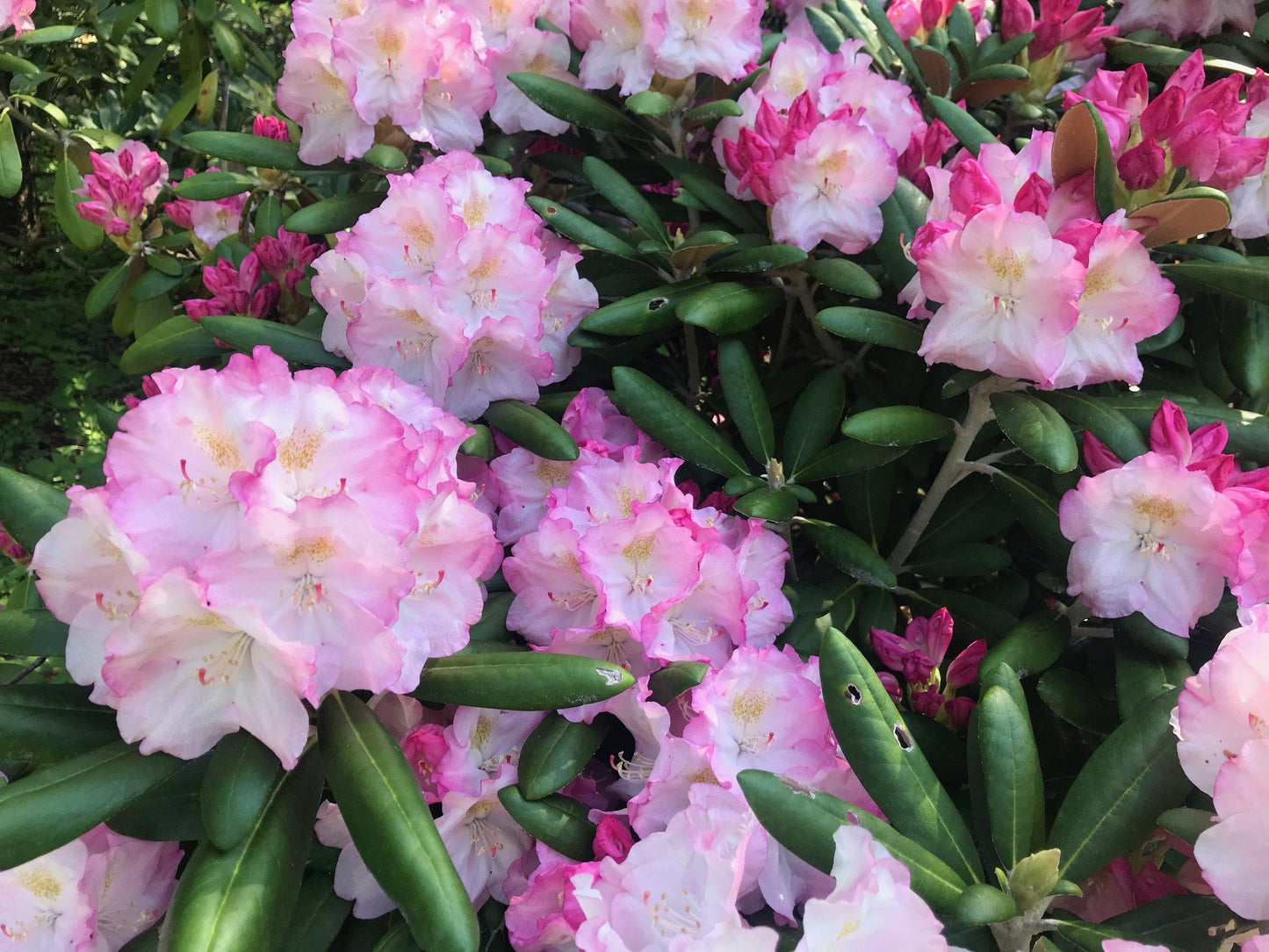 Rhododendron Wyandanch Pink - View 8 from www redcrocus com