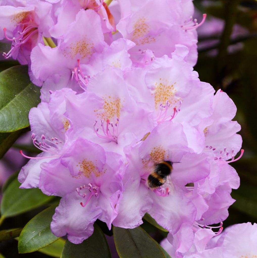 Rhododendron Wyandanch Pink - View 9 from www redcrocus com