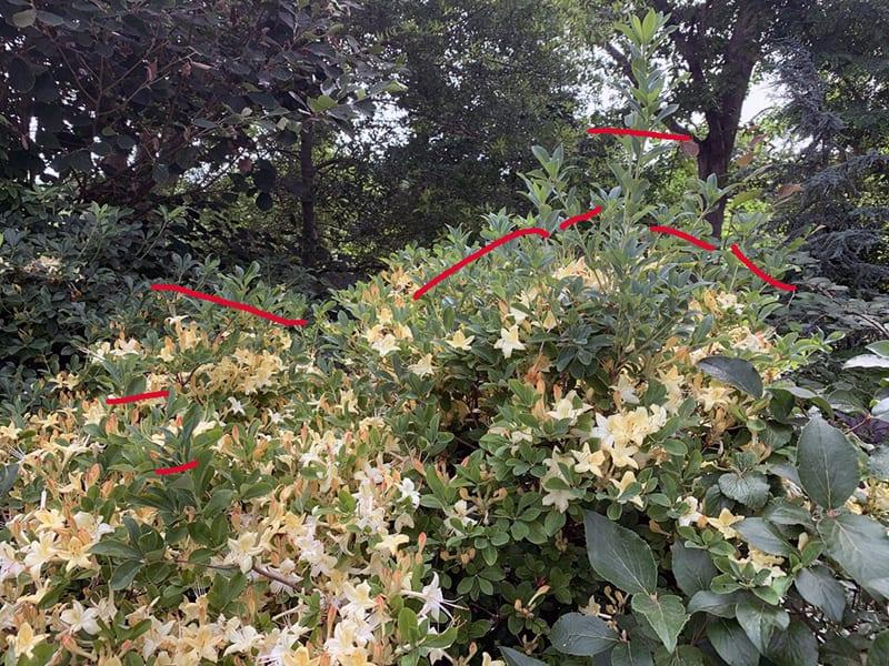 Azalea 'weston's Lemon Drop' - View 9 from www redcrocus com