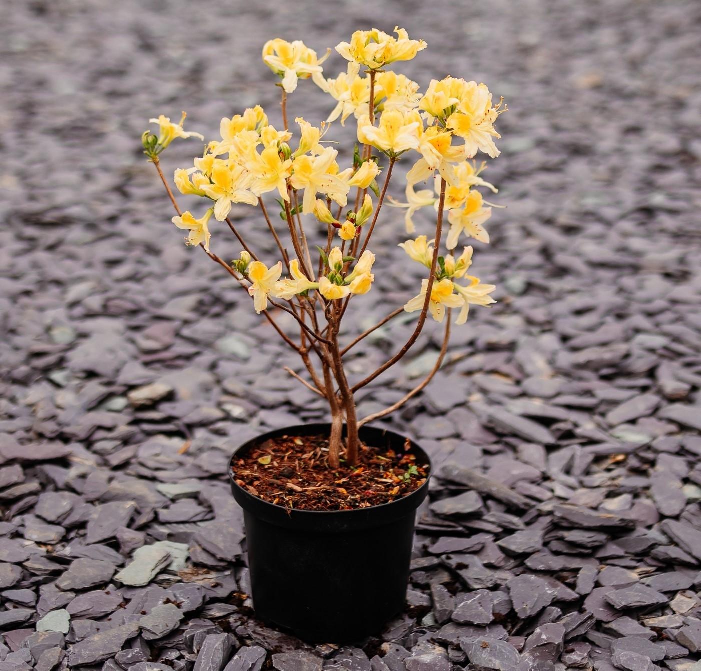Azalea Northern Highlights - View 12 from www redcrocus com