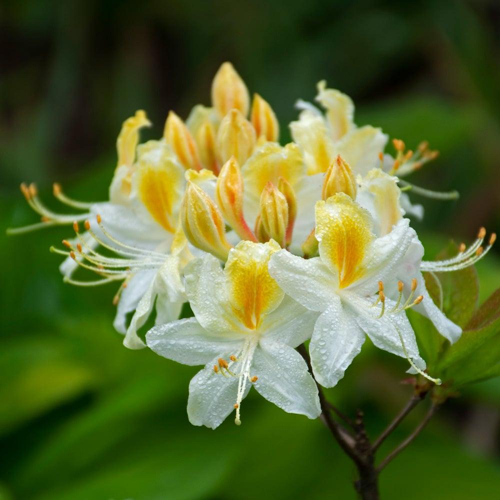 Azalea Northern Highlights - View 14 from www redcrocus com