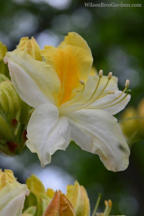 Azalea Northern Highlights - View 16 from www redcrocus com