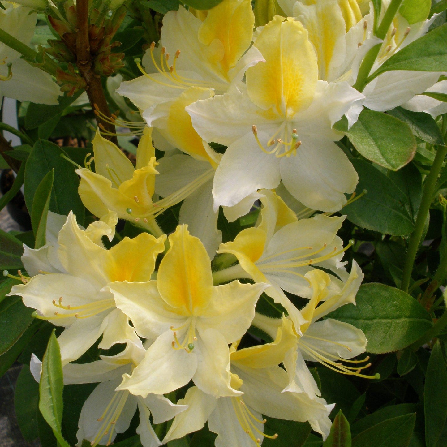 Azalea Northern Highlights - View 2 from www redcrocus com