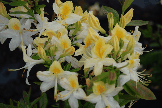 Azalea Northern Highlights - View 7 from www redcrocus com