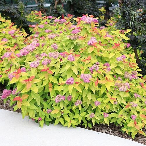 Spirea Japonica Double Play Candy Corn - View 11 from www redcrocus com