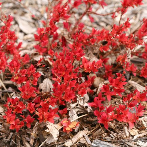Spirea Japonica Double Play Candy Corn - View 15 from www redcrocus com