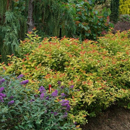 Spirea Japonica Double Play Candy Corn - View 16 from www redcrocus com