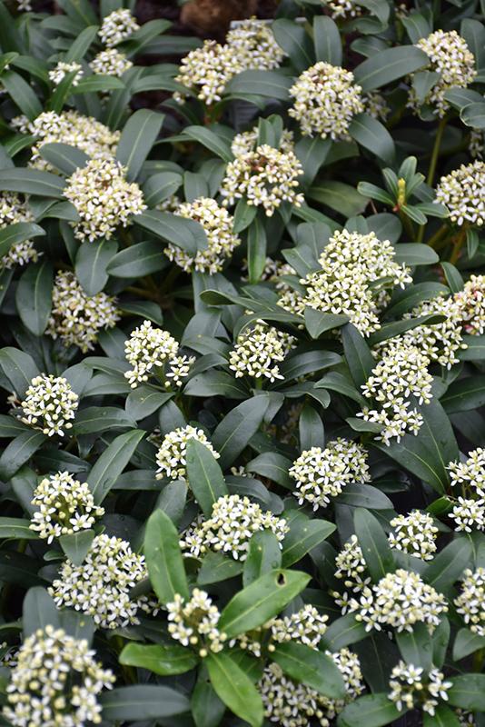 Skimmia Japonica Female - View 10 from www redcrocus com