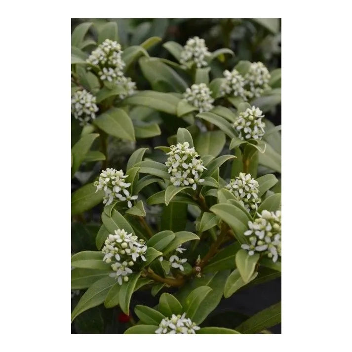 Skimmia Japonica Female - View 12 from www redcrocus com