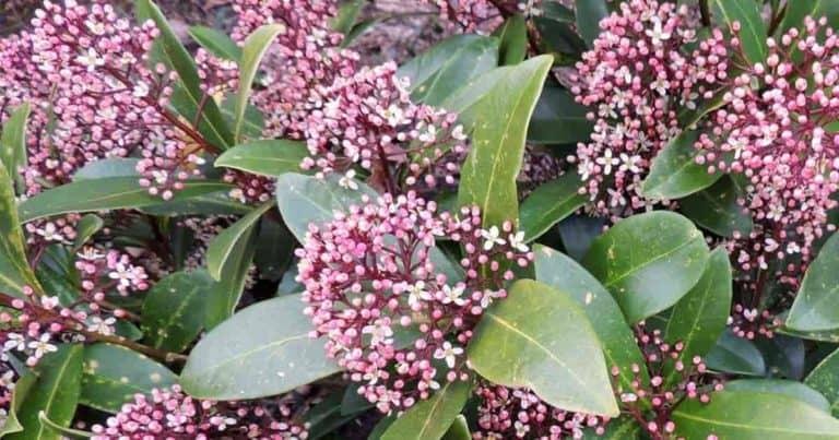 Skimmia Japonica Female - View 13 from www redcrocus com