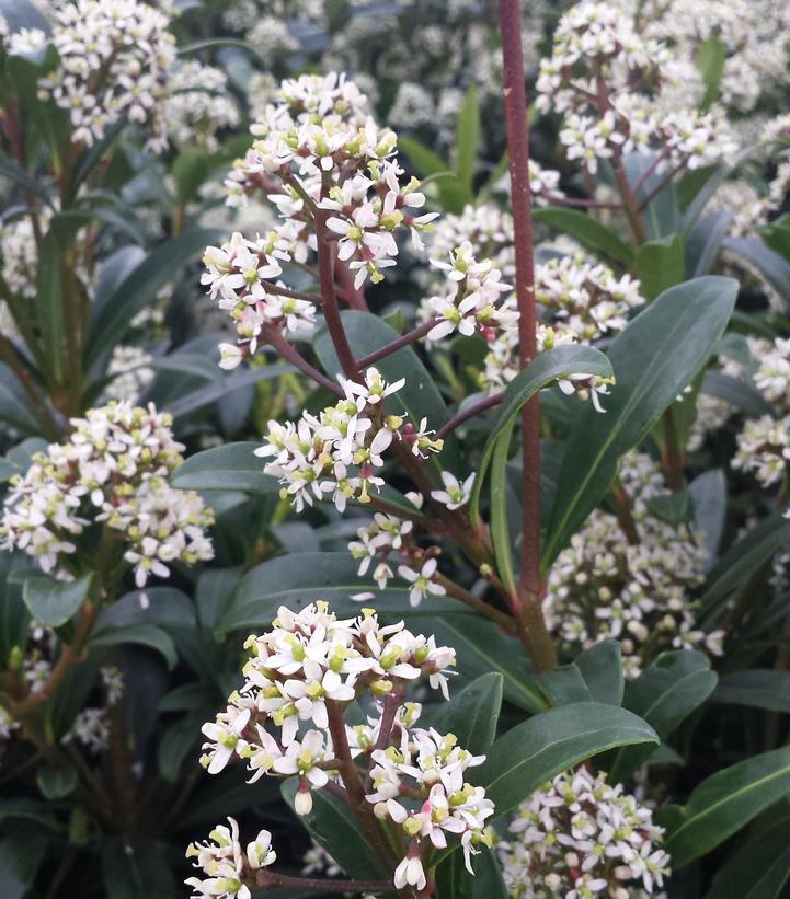 Skimmia Japonica Female - View 14 from www redcrocus com