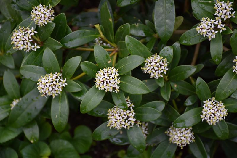 Skimmia Japonica Female - View 16 from www redcrocus com