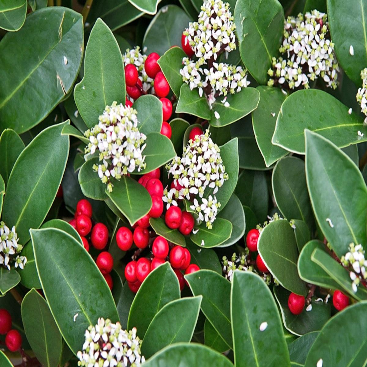 Skimmia Japonica Female - View 3 from www redcrocus com