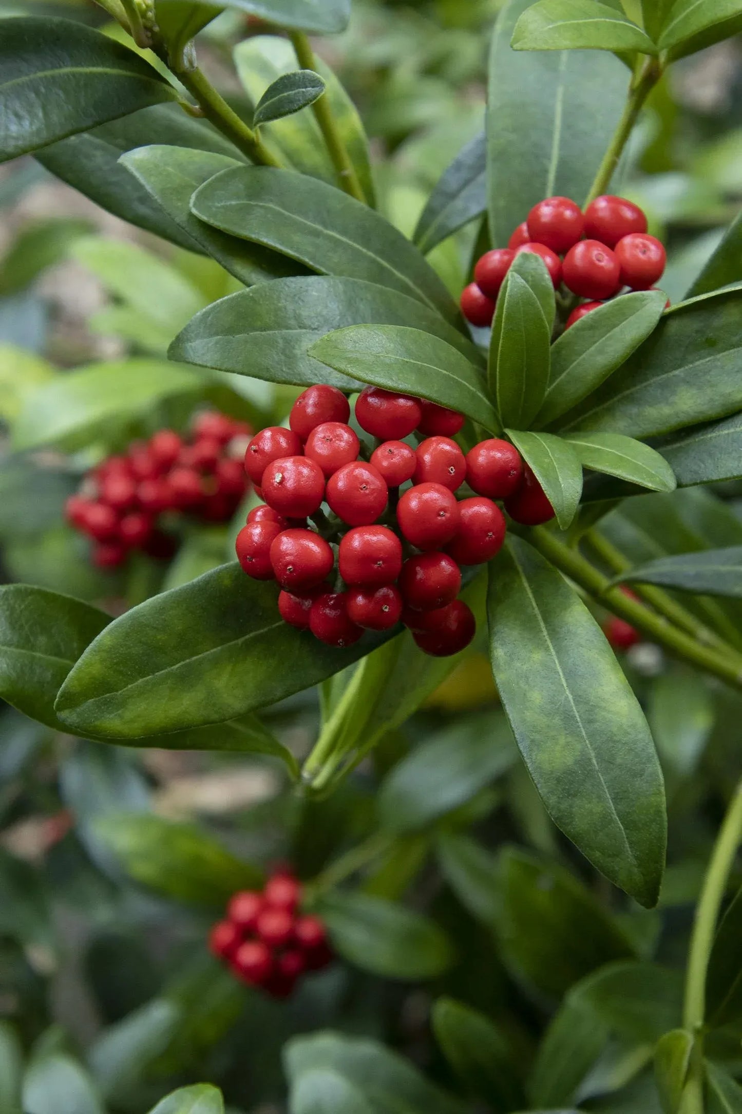 Skimmia Japonica Female - View 3 from www redcrocus com
