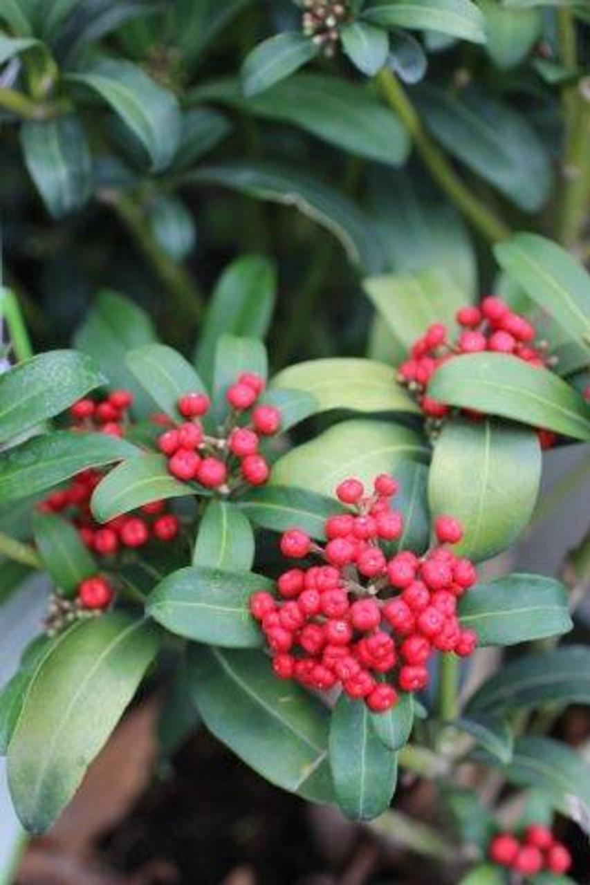 Skimmia Japonica Female - View 5 from www redcrocus com