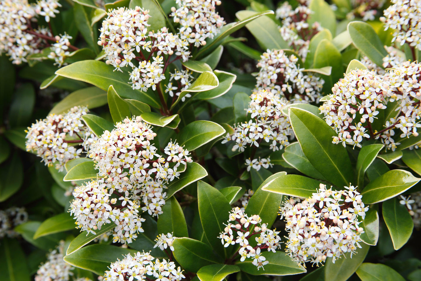 Skimmia Japonica Female - View 7 from www redcrocus com