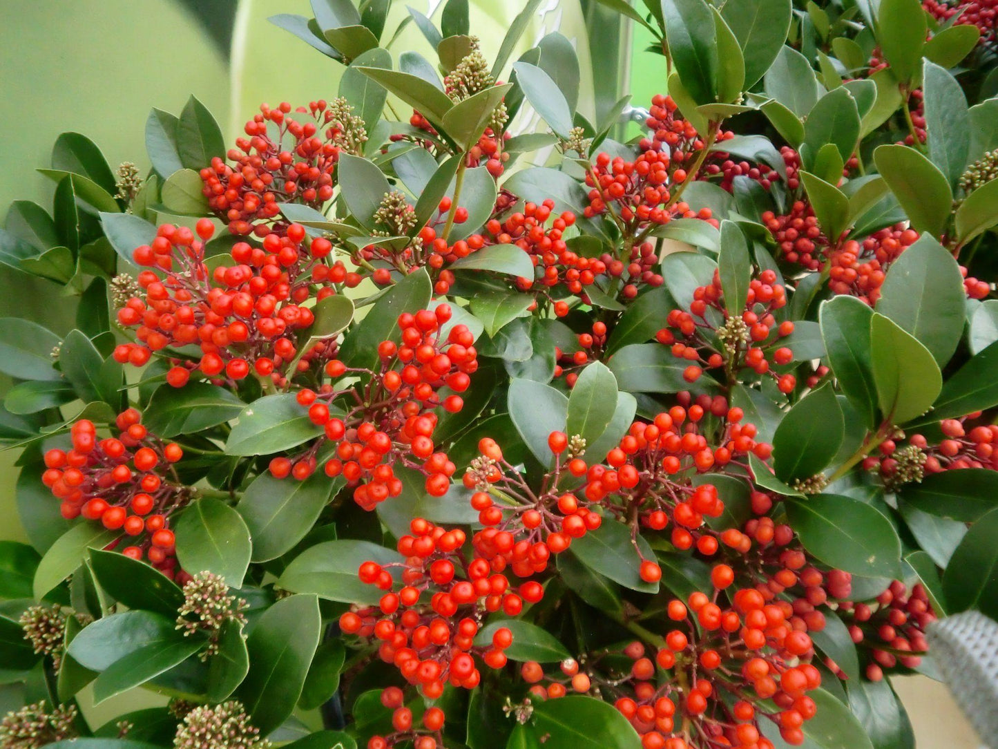 Skimmia Japonica Female - View 9 from www redcrocus com