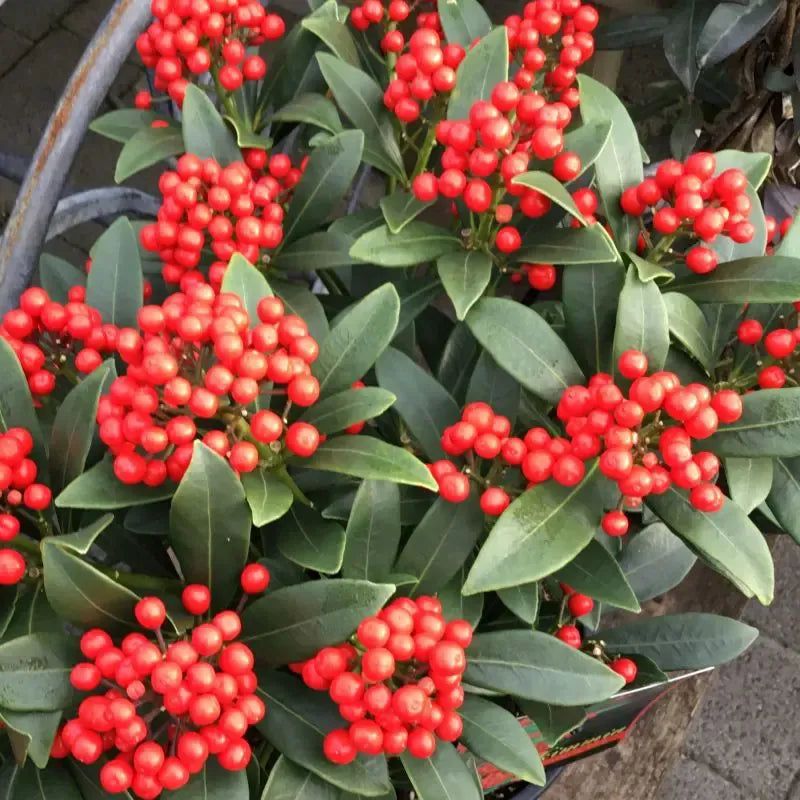 Skimmia Japonica Female - View 9 from www redcrocus com