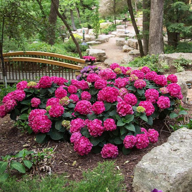 Hydrangea Macrophylla Summer Crush - View 13 from www redcrocus com