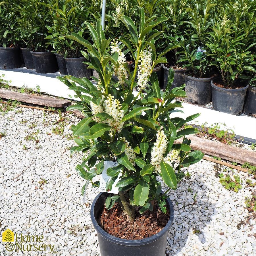 Prunus Laurocerasus Schipkaensis - View 15 from www redcrocus com
