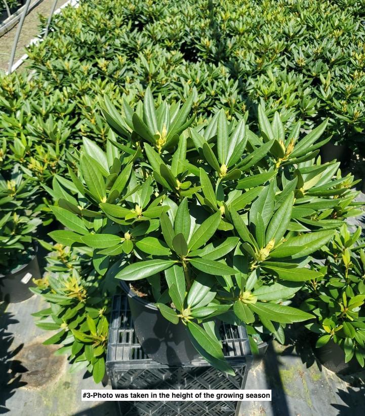 Rhododendron 'polar Night' - View 33 from www redcrocus com