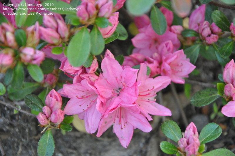 Azalea Tradition - View 15 from www redcrocus com