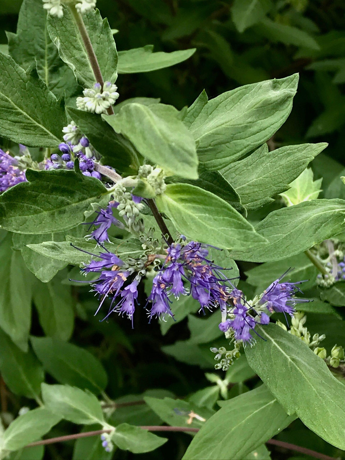 Caryopteris X Clandonensis 'longwood Blue' - View 9 from www redcrocus com