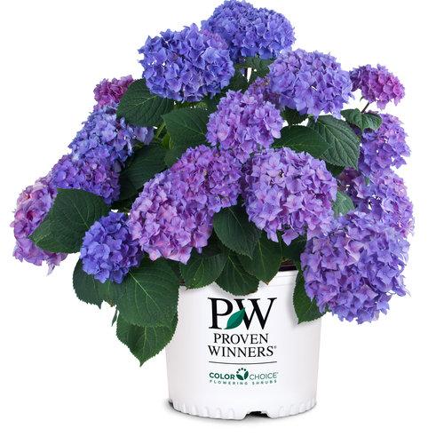 Hydrangea Macrophylla 'let's Dance Blue Jangles' - View 9 from www redcrocus com