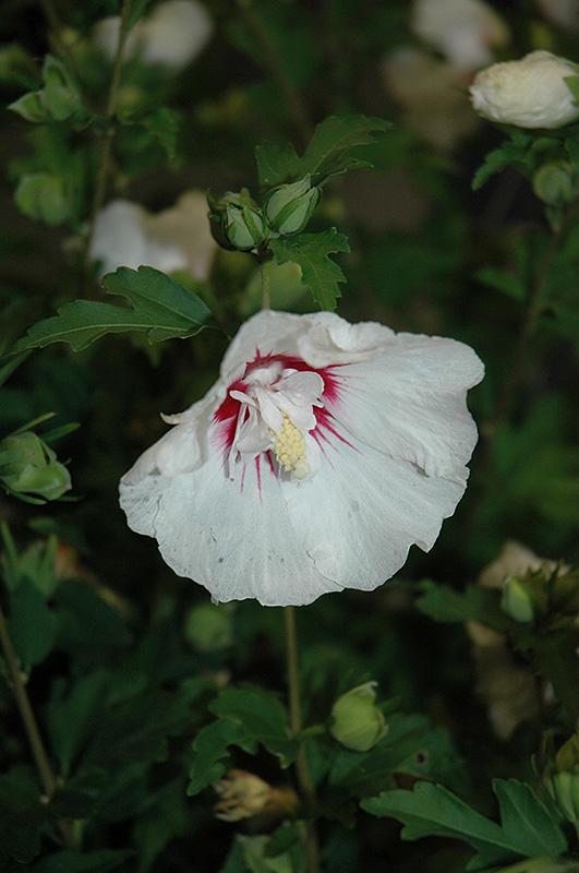 Hibiscus Syriacus Bali - View 16 from www redcrocus com