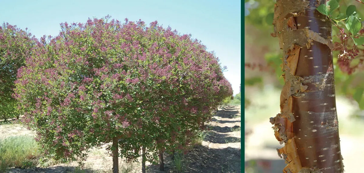 Syringa Meyeri 'palibin' Tree Form - View 33 from www redcrocus com
