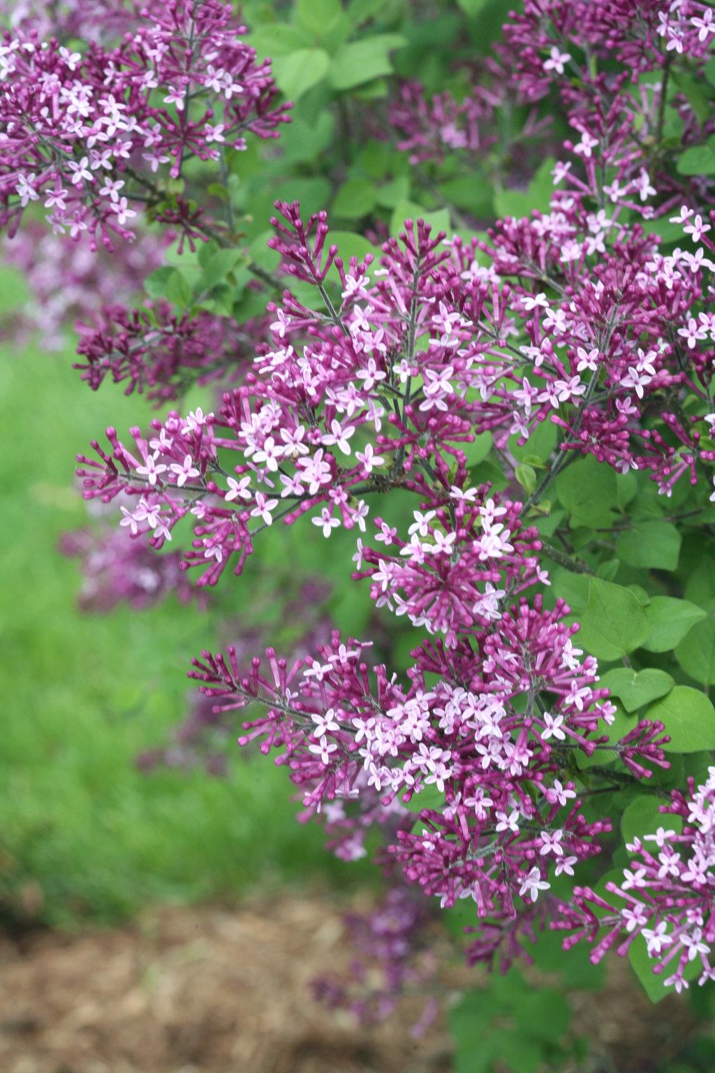 Syringa Bloomerang Dark Purple - View 15 from www redcrocus com