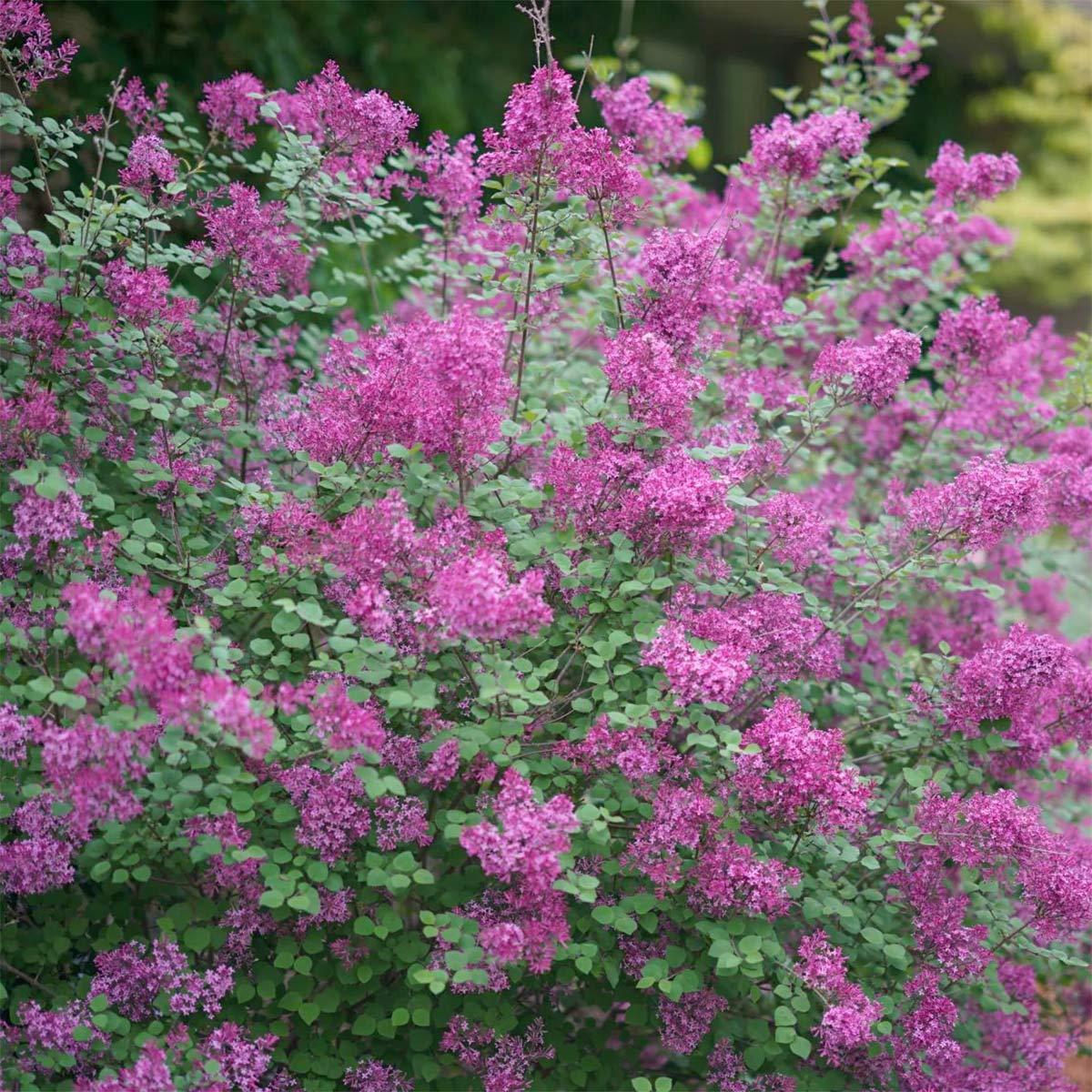 Syringa Bloomerang Dark Purple - View 20 from www redcrocus com