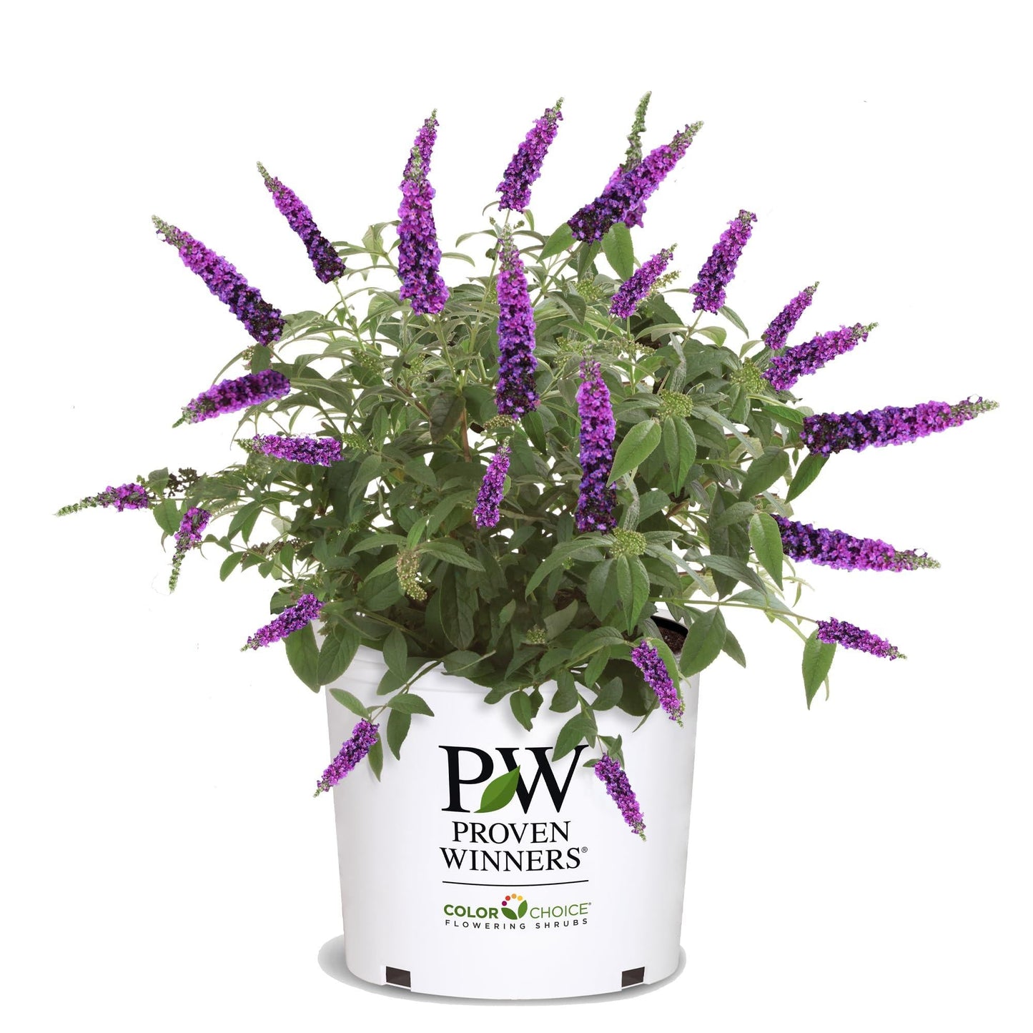 Buddleia Davidii 'miss Violet' - View 12 from www redcrocus com