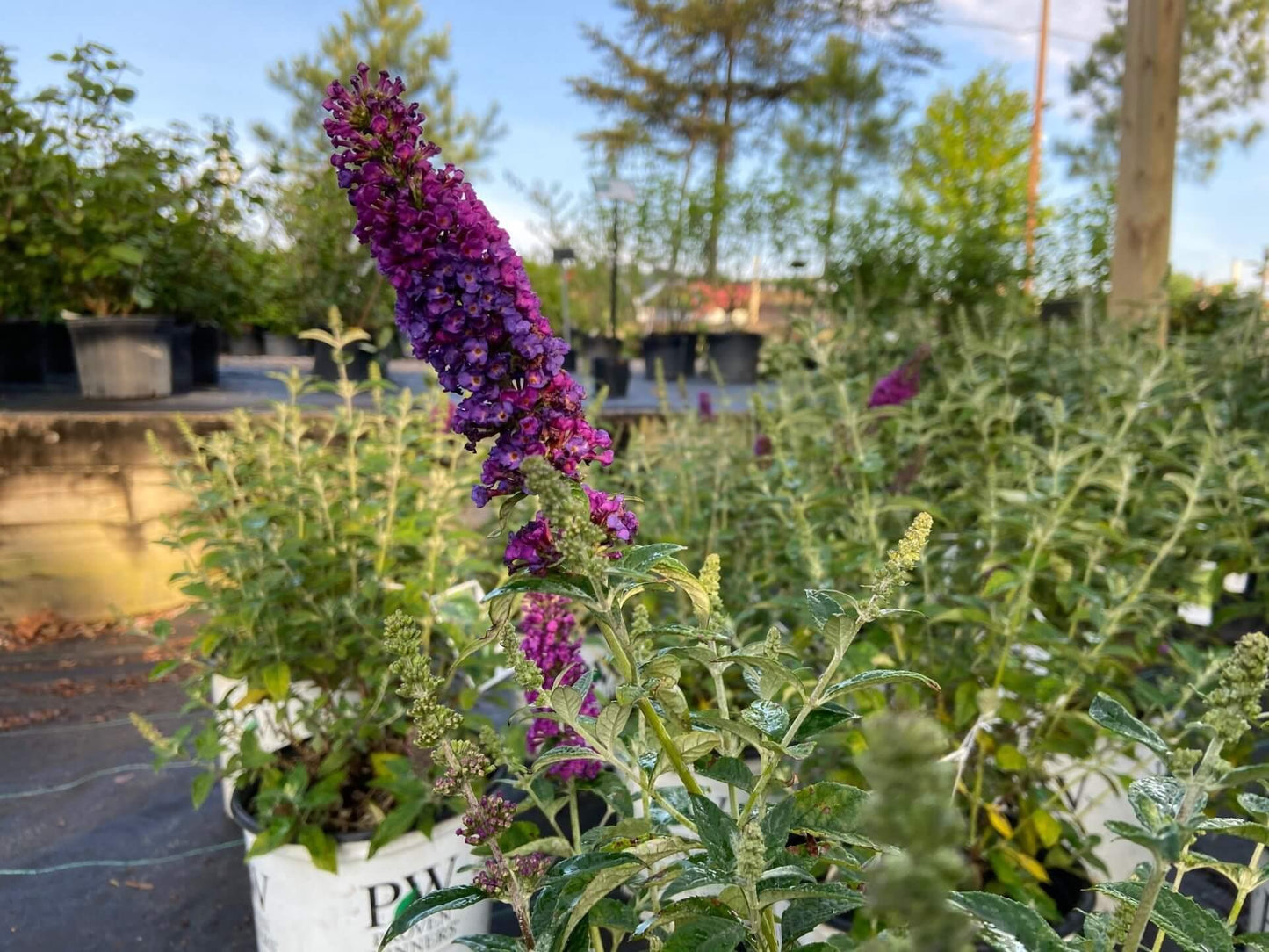 Buddleia Davidii 'miss Violet' - View 14 from www redcrocus com