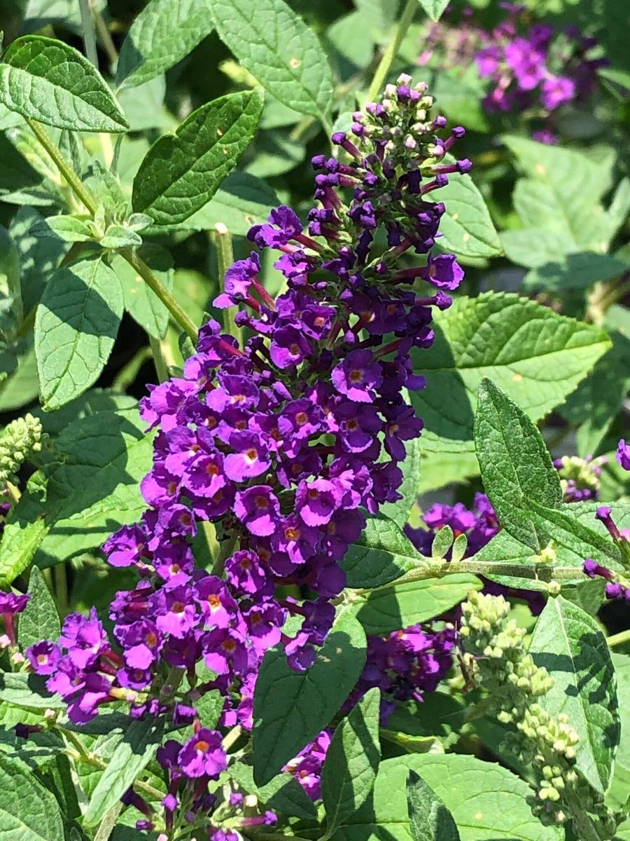 Buddleia Davidii 'miss Violet' - View 15 from www redcrocus com