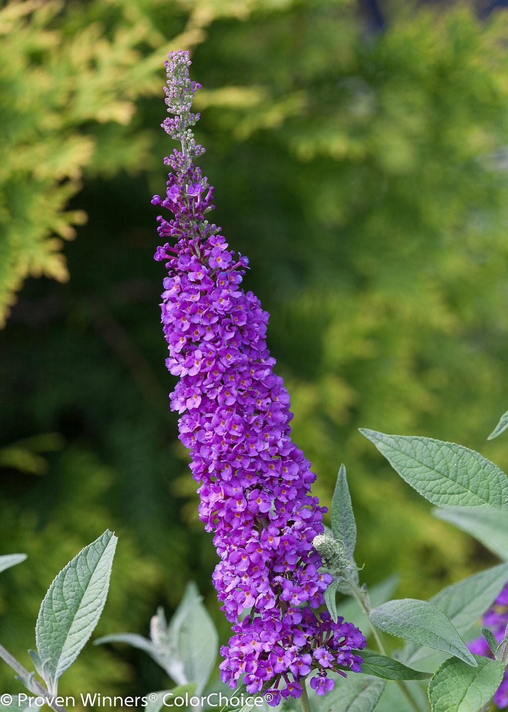 Buddleia Davidii 'miss Violet' - View 2 from www redcrocus com